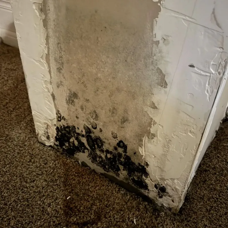 Professional Mold Removal in Granite City, IL